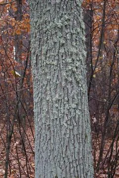 Close up of lichen growing on tree trunk in autumn forest Stock Photos