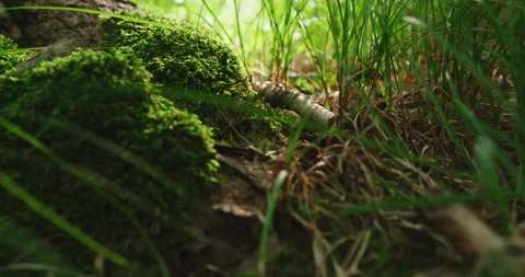Close up on lichen moss and herb in the forest Stock Footage 130968533