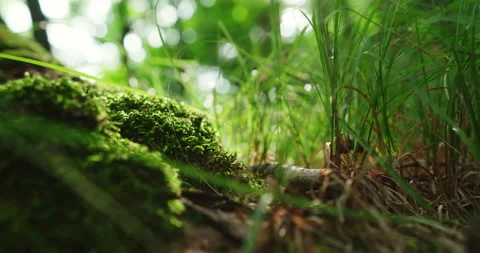 Close up on lichen moss and herb in the forest Stock Footage 130969810