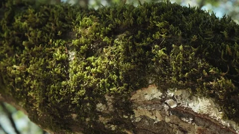 Close up of lichen / moss growing on tree San Mateo CA Stock Footage 135760223