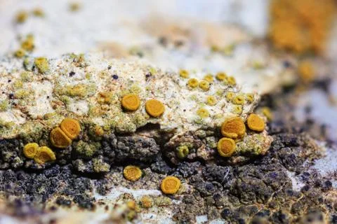 Close up of lichen Stock Photos
