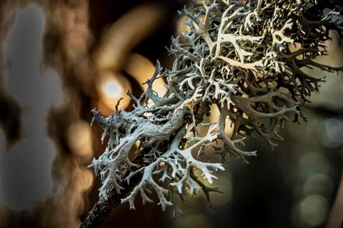 Close up of lichen on a pine branch Stock Photos