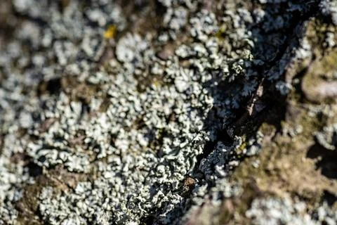 Close up of lichen on rough tree bark Stock Photos