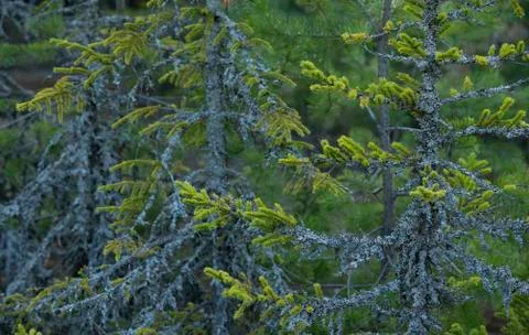 Close up of lichen on spring fir tree in the forest Stock Photos
