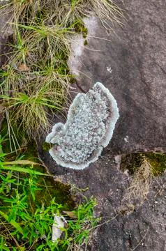 Close up of Lichen texture for background Stock Photos