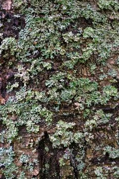 Close-up of lichen on tree bark Stock Photos