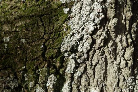 Close up of Lichen on a tree trunk 스톡 사진