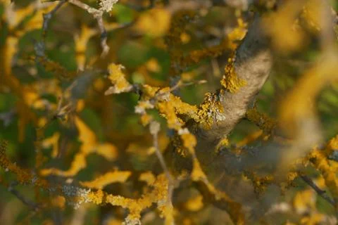 Close-up of lichen on trees Stock Photos