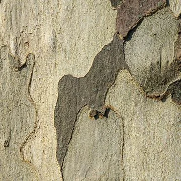 Close-Up of Light and Dark Tree Bark with Smooth, Peeling Surface Texture 스톡 사진