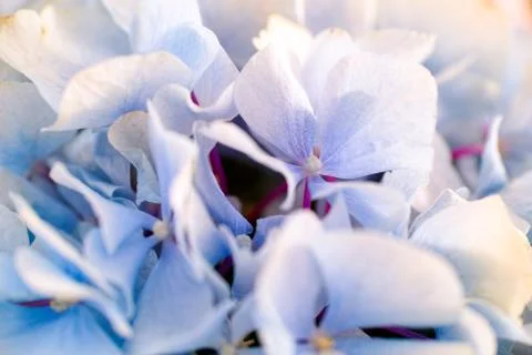 Close-up of light blue hydrangea background. Stock Photos
