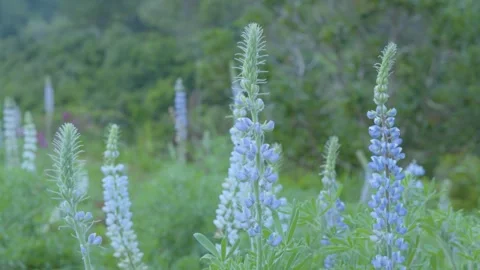Close-up of Light Blue Lupin Flower Spikes Blooming in a Garden Stock Footage 341733932