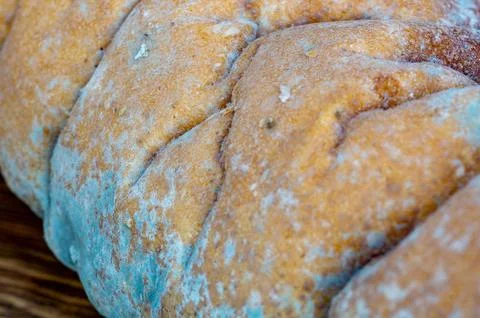 Close-up of light blue mold spreading across the crust of a loaf of bread. Stock Photos