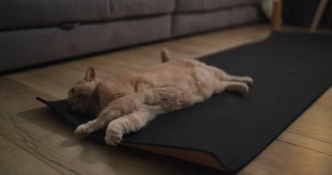 Close up a light brown cat lies on a sports rug and raises its head to look 動画素材 313347038