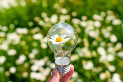 Close-up of a Light Bulb with Flowering Daisy in Hand Stockfoto's