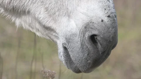 A close-up of a light-colored donkey's face, focusing on its forehead and eyes Stock Footage 289005468