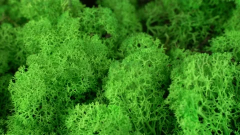 Close-up light green stabilized moss. 스톡 동영상 172026185