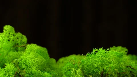 Close-up light green stabilized moss. 스톡 동영상 172026318