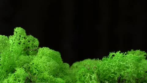 Close-up light green stabilized moss. Stock-Footage 172026371