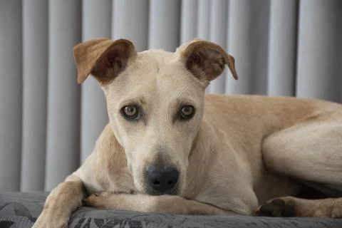 Close up Light-haired dog lying on a puff in the living room on gray curtain  Stock Photos