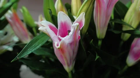Close-up of Light Pink Lily Stock Footage 320958601