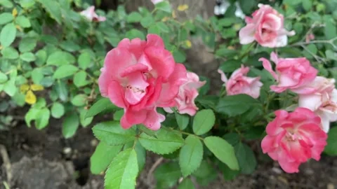Close-up light pink roses blooming in garden Stock Footage 314098176