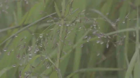 Close-up of Light Purple Small Flowers Stock-Footage 343664208