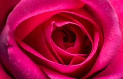 Close-up of a light red rose, macro image of pink rose, rose bud texture Foto stock