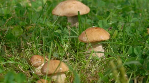 Close up of a light summer rain dropping on the small beautiful mushrooms Video stock 127641787