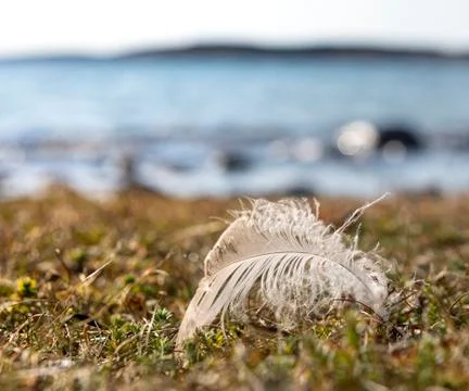 Close up of light white bird feather on tundra grass Stock Photos
