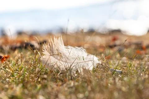 Close up of light white bird feather on tundra grass Stock Photos