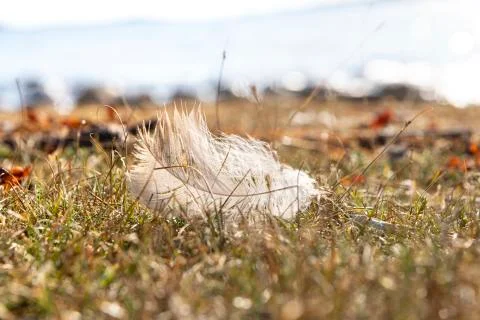 Close up of light white bird feather on tundra grass Stock Photos