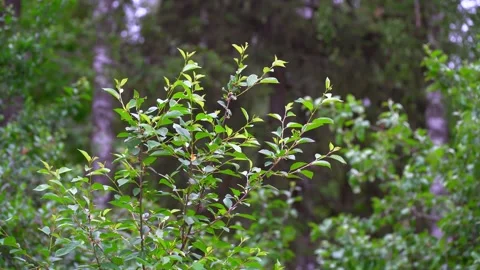 Close up light wind sways green leaves in forest on sunny day Stock Footage 144278052