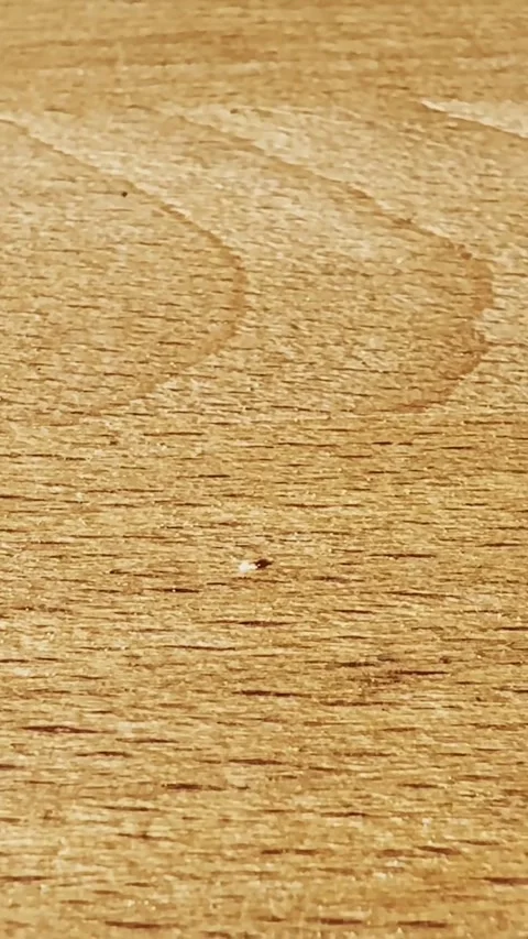 Close-up of light wooden tabletop texture with scratches, grain lines and worn Stock Footage 337229057