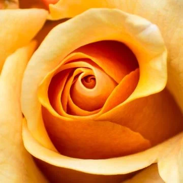 Close-up of a light yellow rose, macro image of pink rose, rose bud texture Stock Photos
