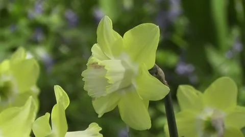 Close up Light Yellow Spring Easter Daffodil Flower Blowing in Breeze Stock-Footage 50307015