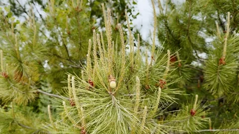 Close-up of likely pine tree spring candles with long green needles and pollen Stock Footage 338004183