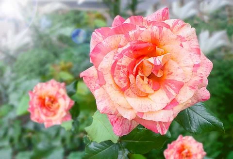 Close up of likely Rosa Scentimental striped pink cream garden rose bloomin.. Stock-Fotos