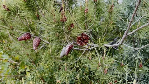 Close-up of likely white pine branches with brown cones, long green needles and Stock Footage 338003799