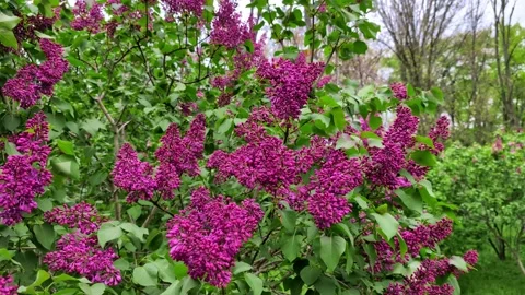 Close-up of a lilac blossoming on a cloudy spring day Stock Footage 274214861
