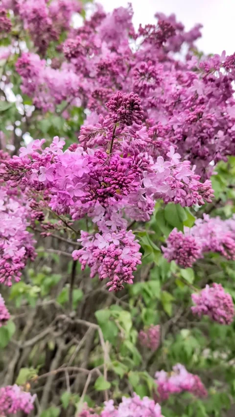 A close-up of a lilac branch on a cloudy spring day . Vertical Video Video stock 273478057