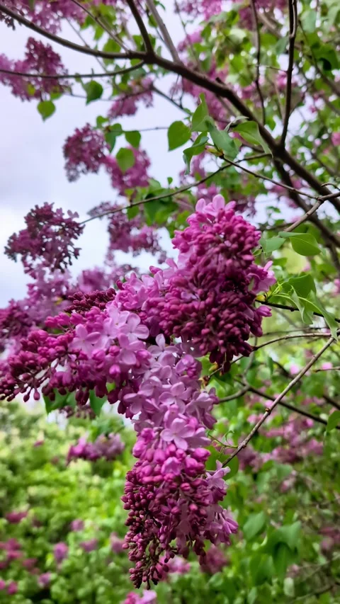 A close-up of a lilac branch on a cloudy spring day. Vertical Video Stock Footage 274482345
