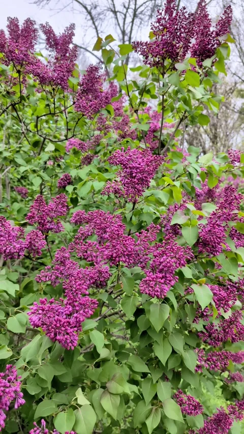 A close-up of a lilac branch on a cloudy spring day. Vertical Video Stock Footage 284731995