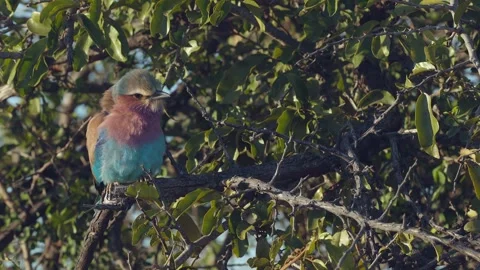 Close-up Lilac Breasted Roller bird perched on branch of green leaves Vidéo 341462224
