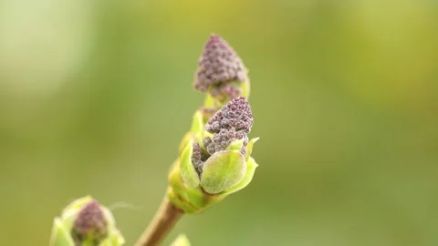 Close-up of lilac bud in spring Stock Footage 237259086