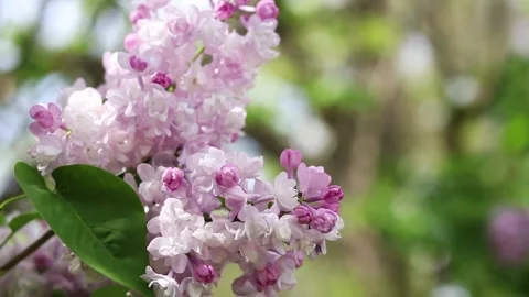 Close-up of lilac bush blossoms with selective focus Stock Footage 308036279