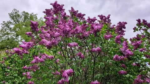 Close-up of a lilac bush on a cloudy spring day Stock Footage 275511831