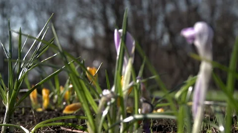 Close-up of lilac crocuses waving in wind Video stock 50152342