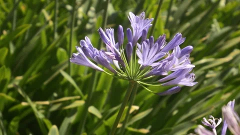 Close-up of a lilac flower Stock Footage 291564373