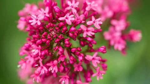 Close-up of a lilac flower Foto stock