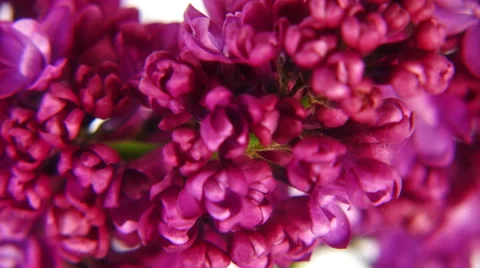 Close-up lilac flowers 4k Stock Footage 52635591